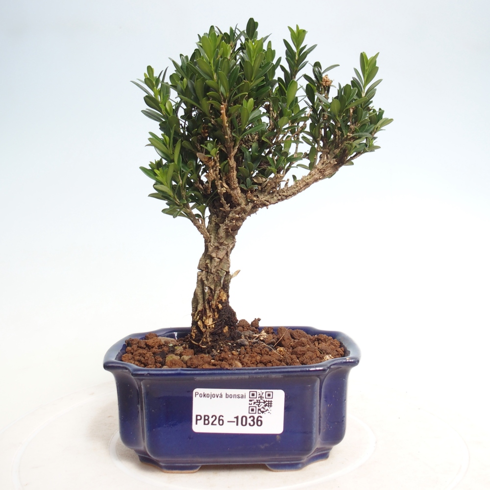 Szobai bonsai - Buxus harlandii - parafa buxus