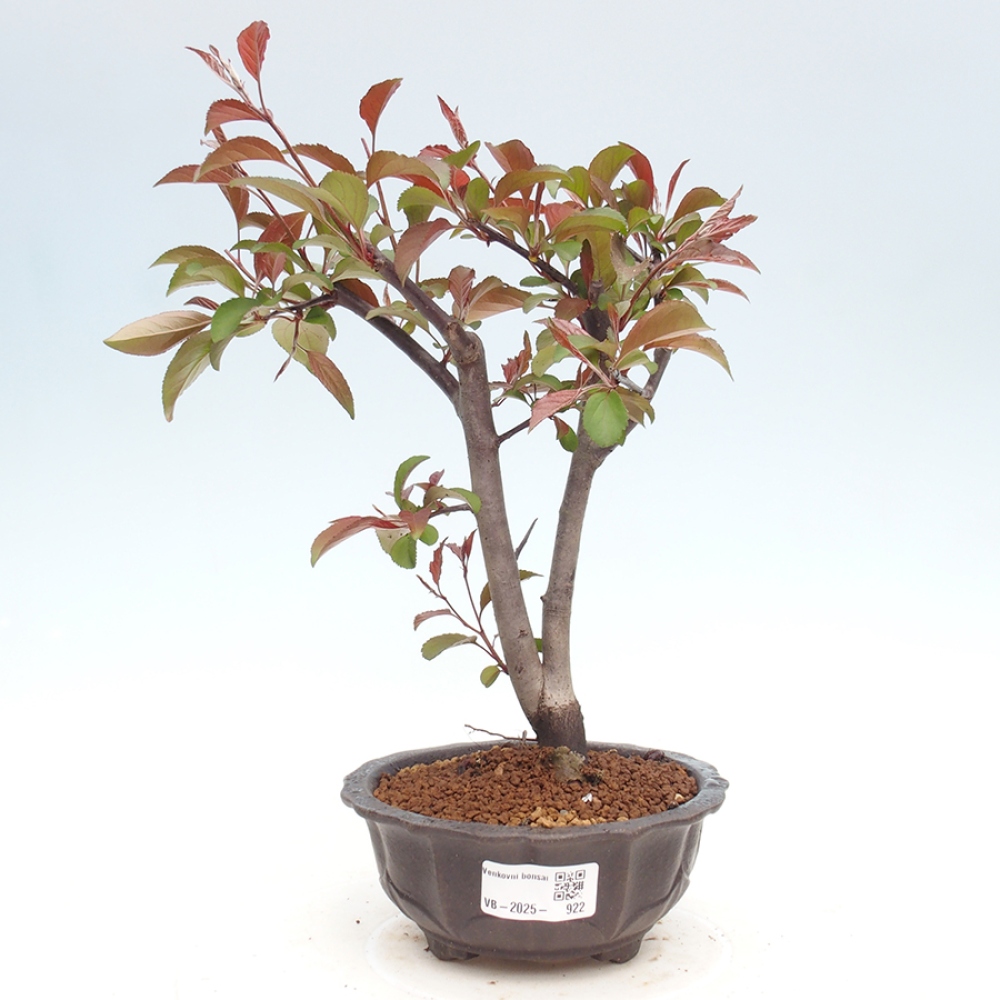 Kültéri bonsai -Malus domestica - Kis gyümölcsű piros levelű almafa