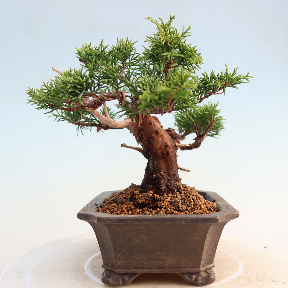 Kültéri bonsai - Juniperus chinensis Itoigawa