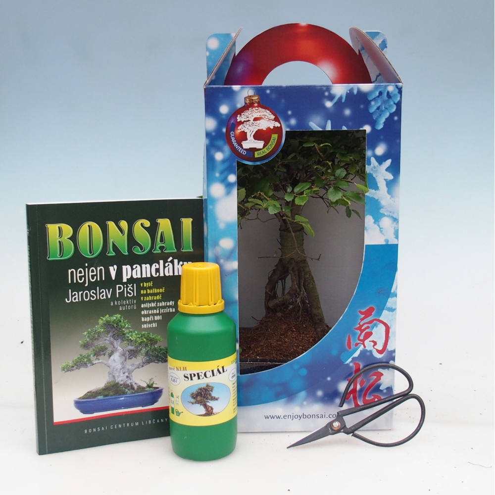 Ulmus parvifolia - kínai szil