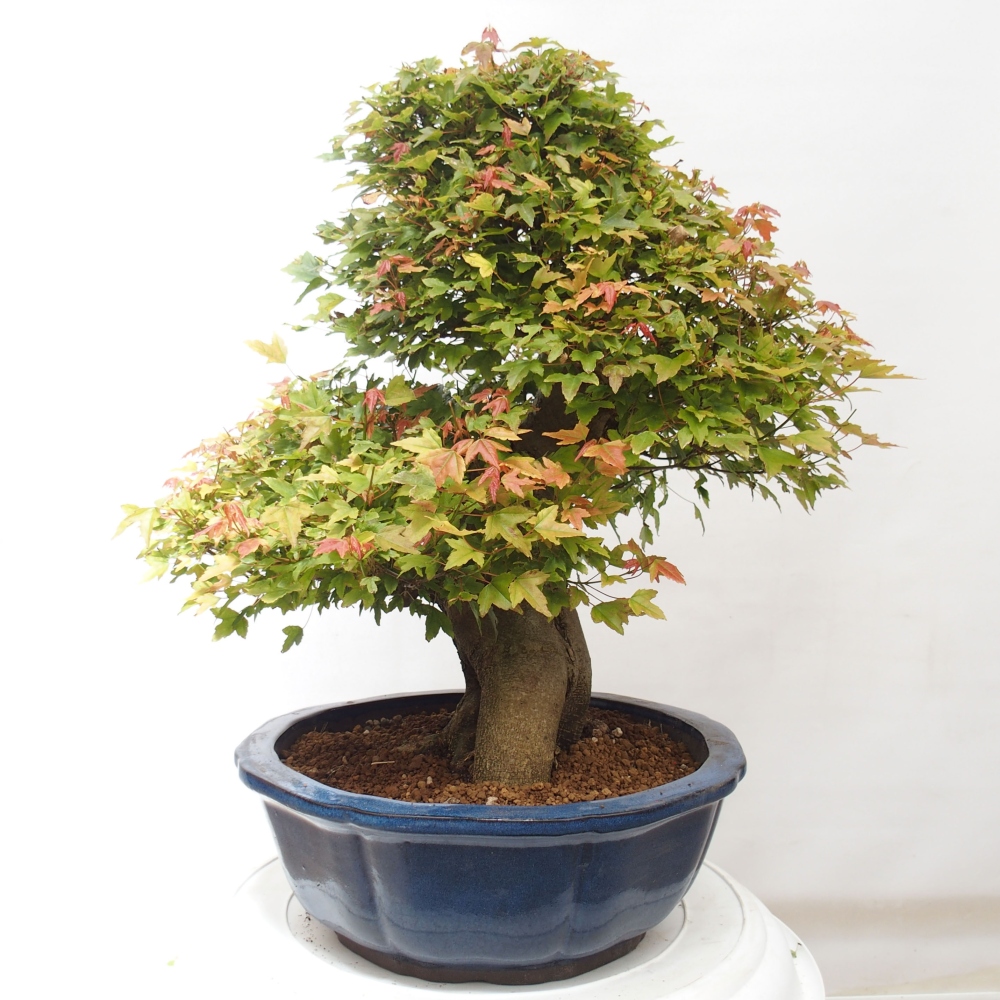 Kültéri bonsai - Acer Buergerianum - Burger juhar