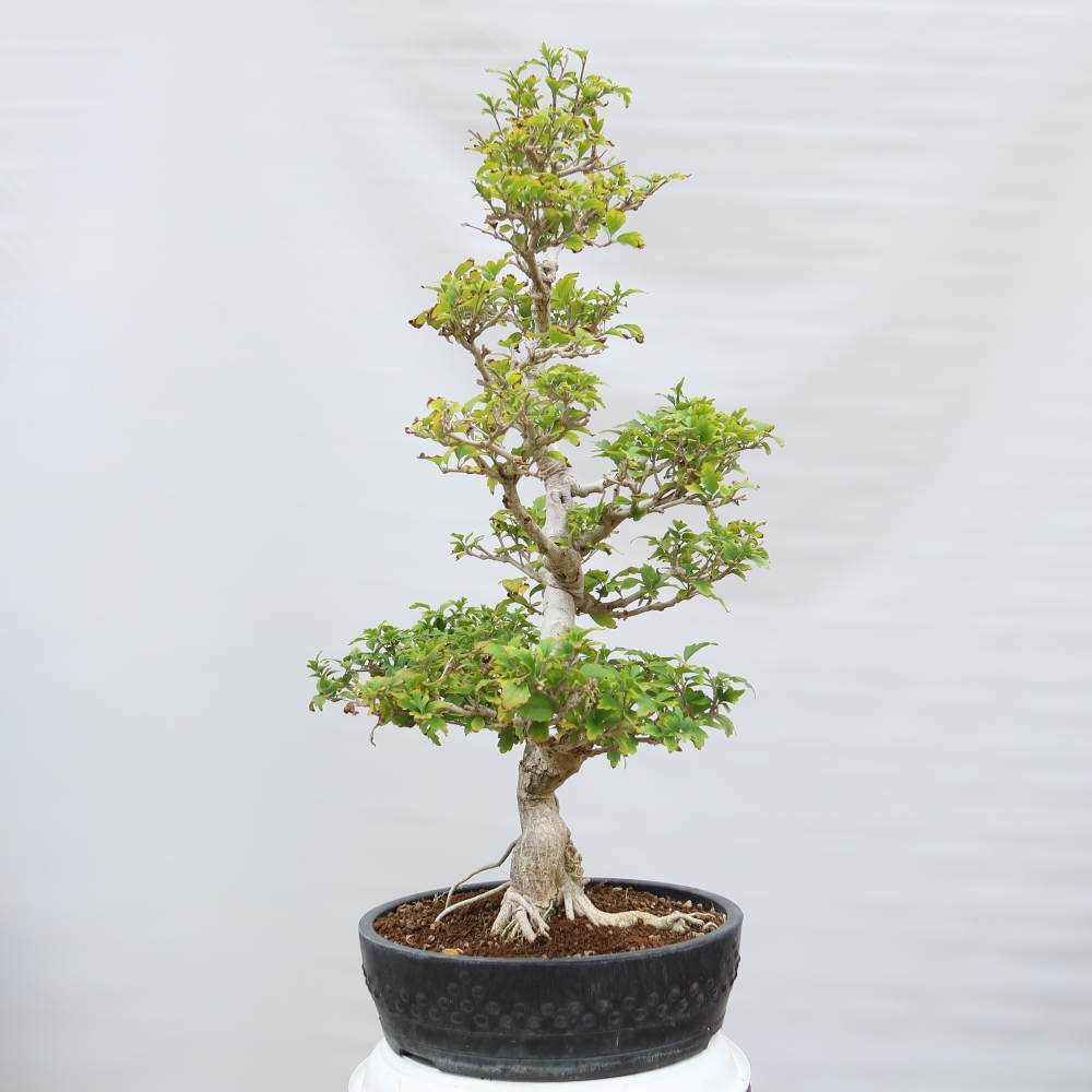 Kültéri bonsai – Hibiscus syriacus – Szíriai ibiskusz