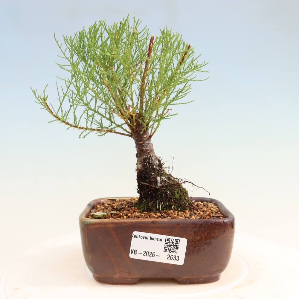 Kültéri bonsai - Tamariszkusz - Tamarix
