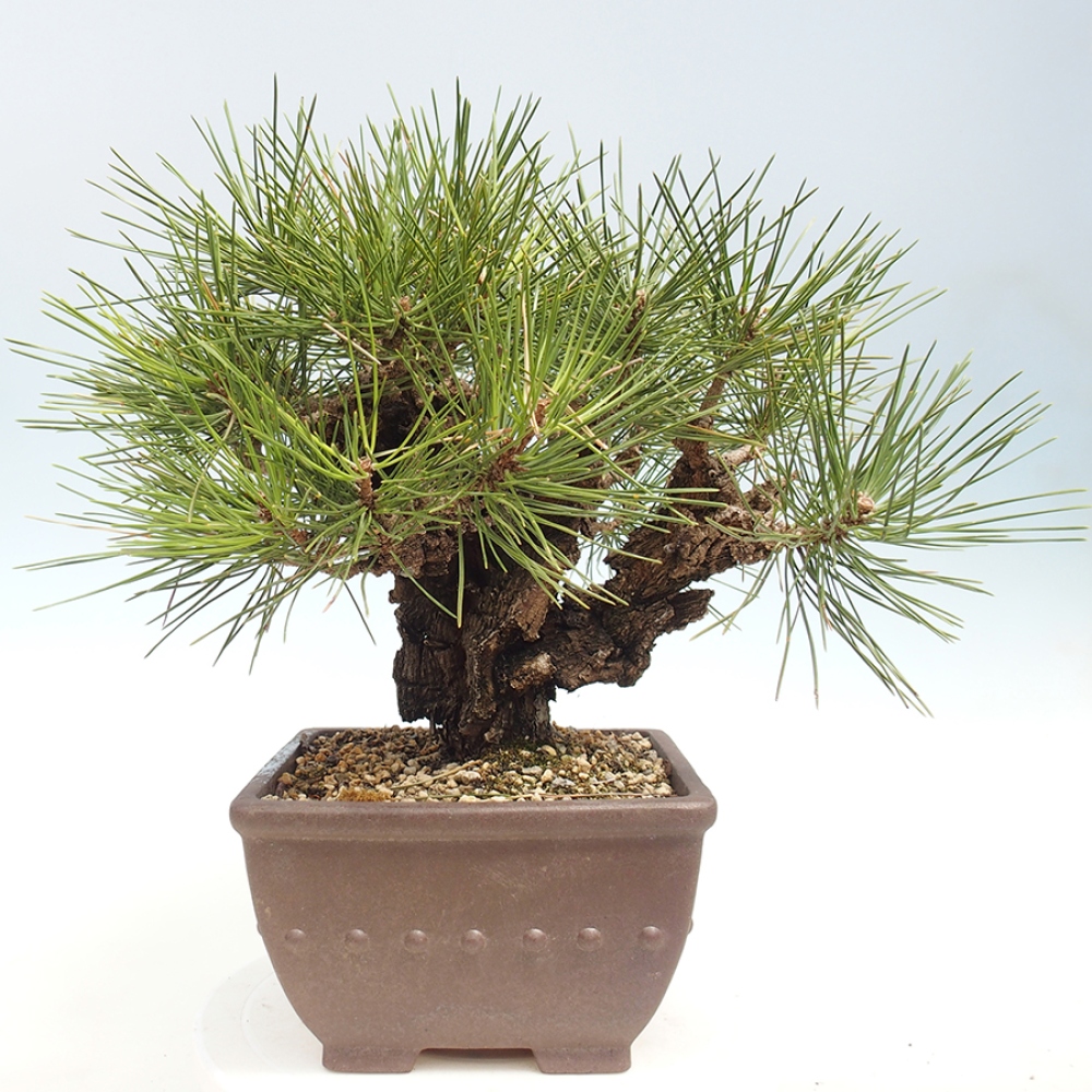Kültéri bonsai - Pinus thunbergii - Thunberg fenyő