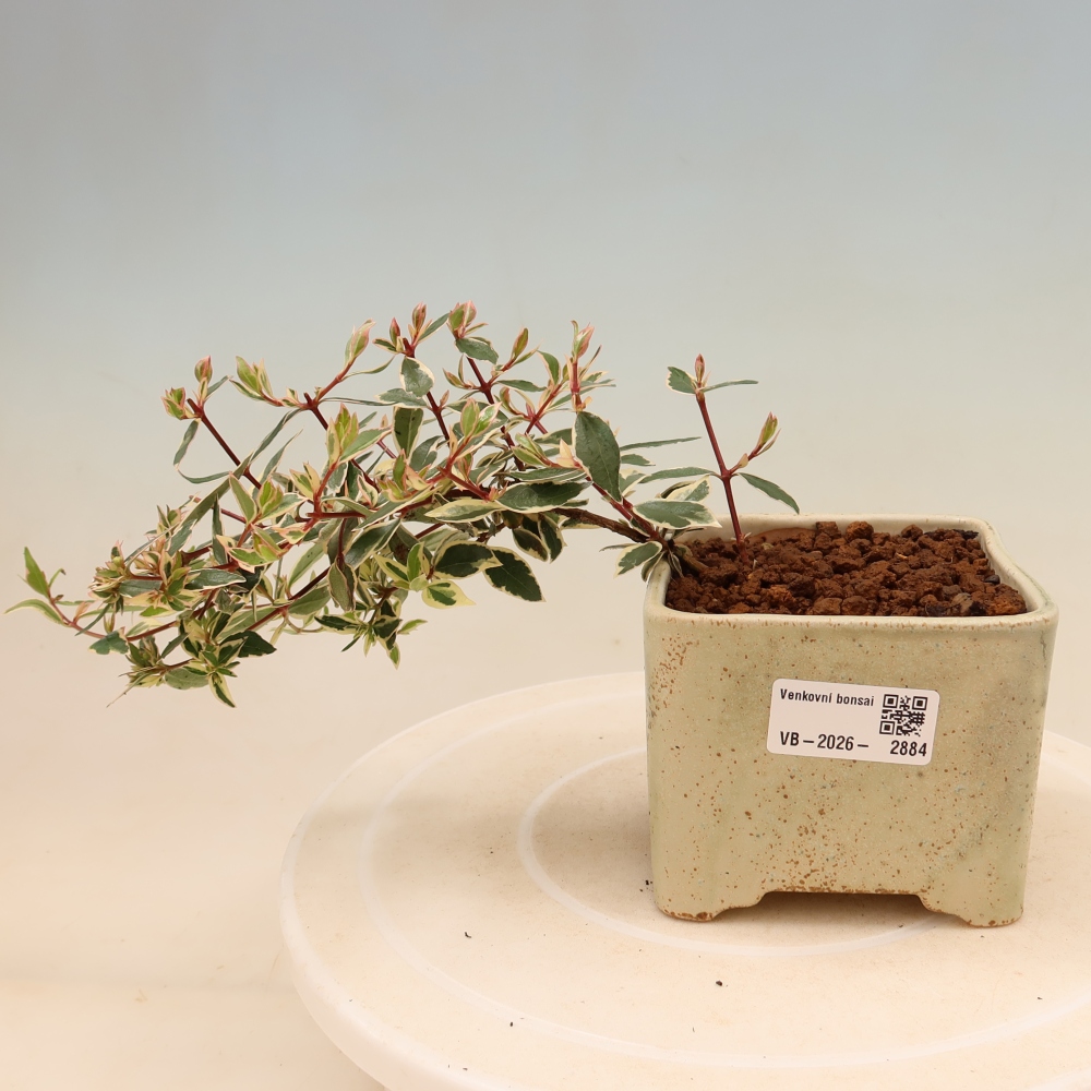 Kültéri bonsai – Abelia gr. Confetti – Nagyvirágú abélia