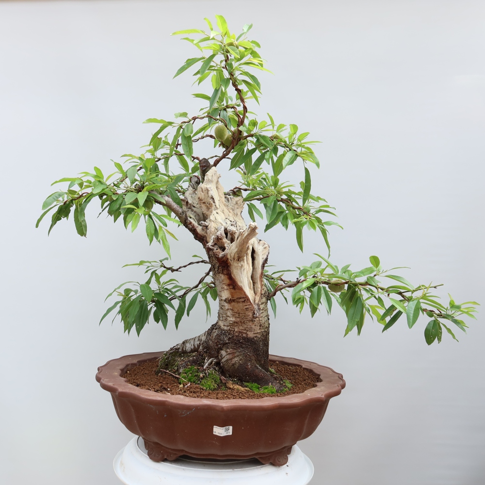Kültéri bonsai – Prunus dulcis – Közönséges mandulafa