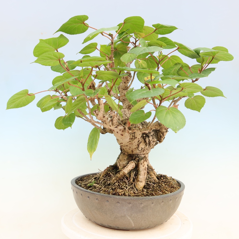 Beltéri bonsai - Hibiscus tiliaceus - tengeri hibiszkusz