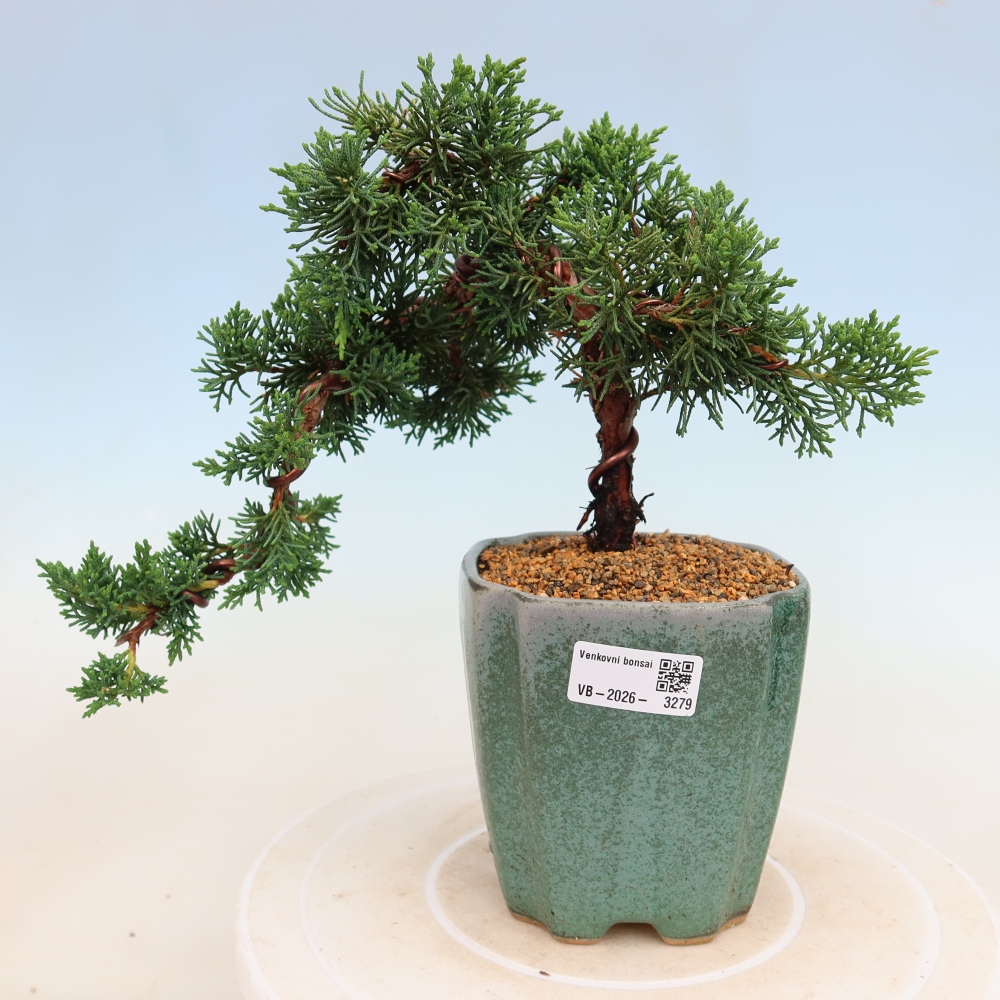 Kültéri bonsai - Juniperus chinensis Kishu
