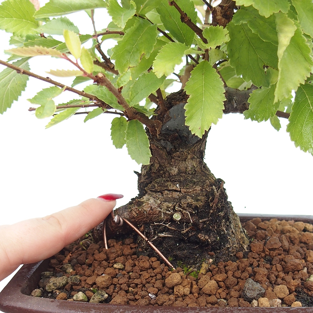 Kültéri bonsai - Zelkova - Zelkova NIRE