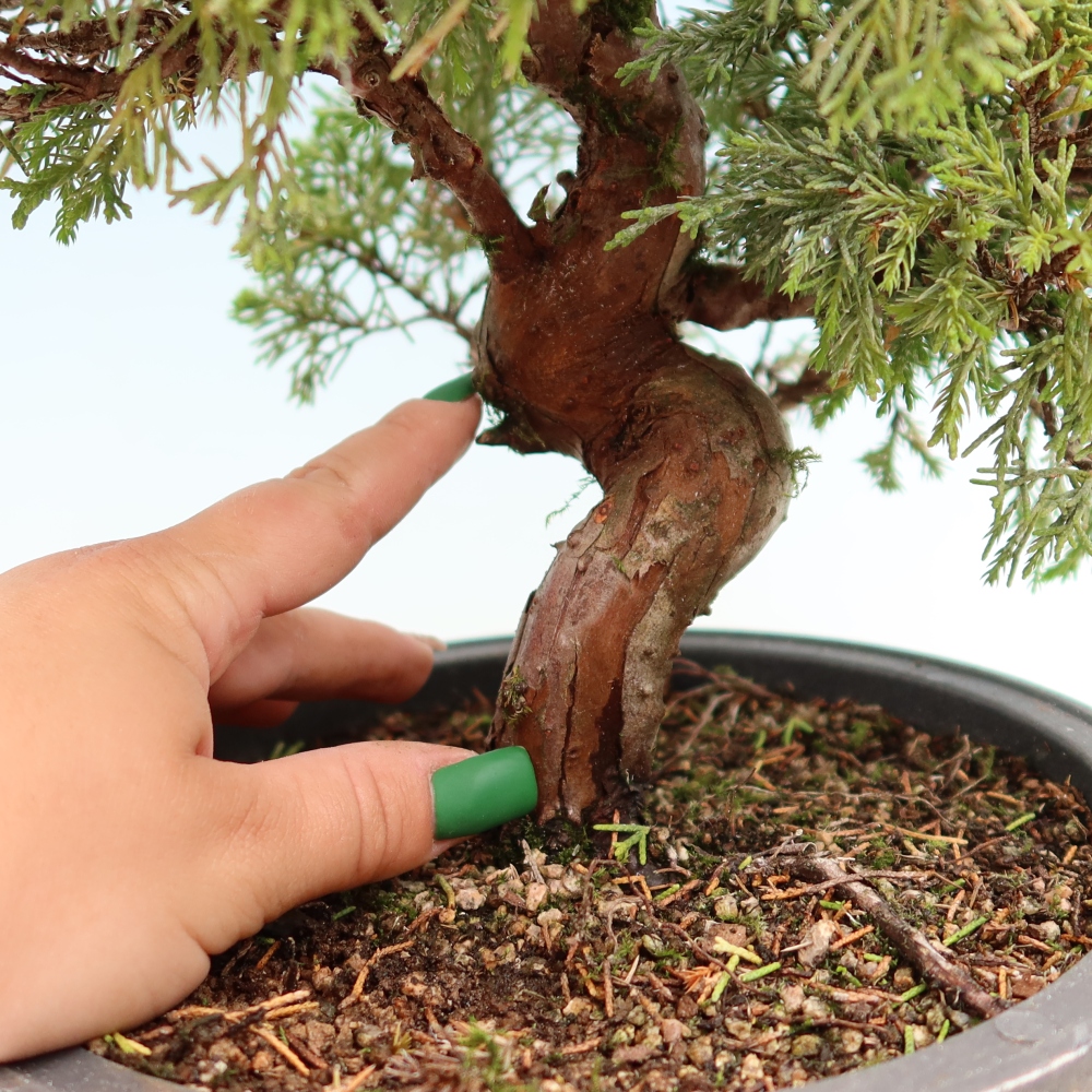 Kültéri bonsai - Juniperus chinensis Itoigawa-Juniperus chinensis