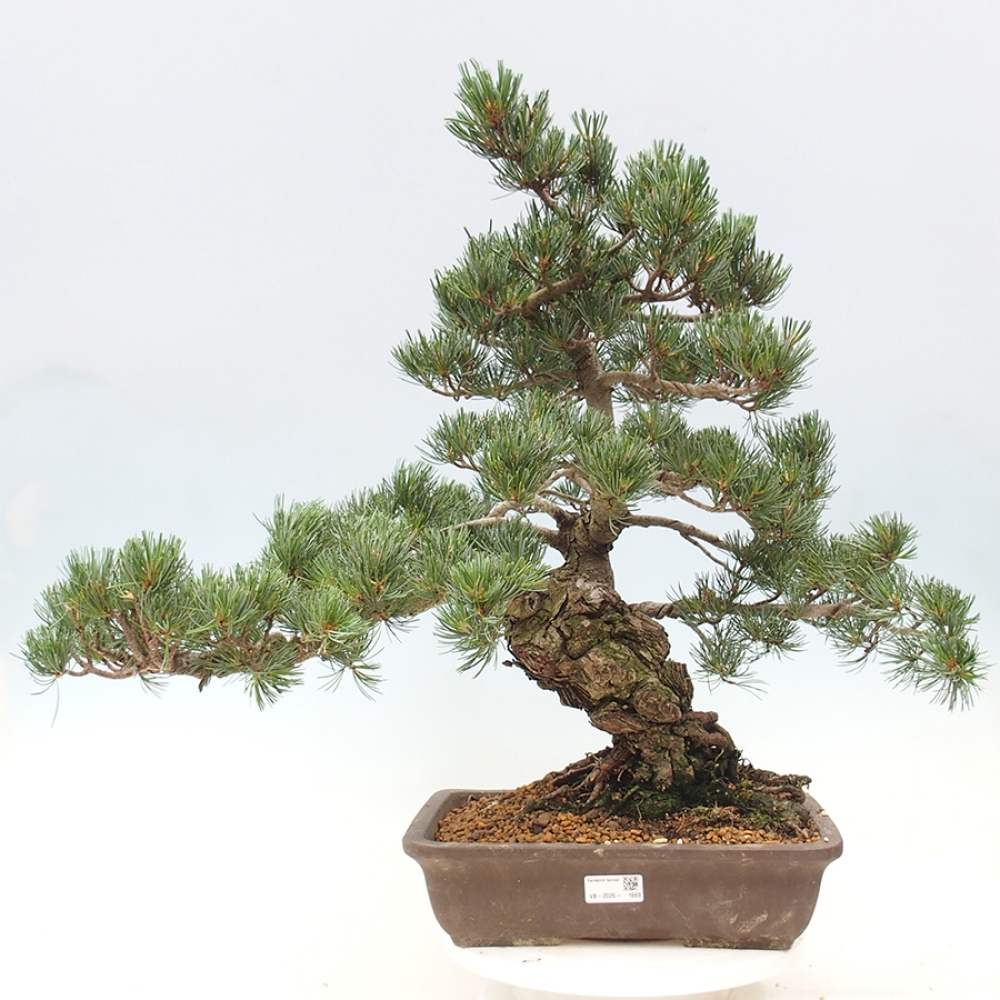 Kültéri bonsai - Pinus parviflora - Pinus parviflora