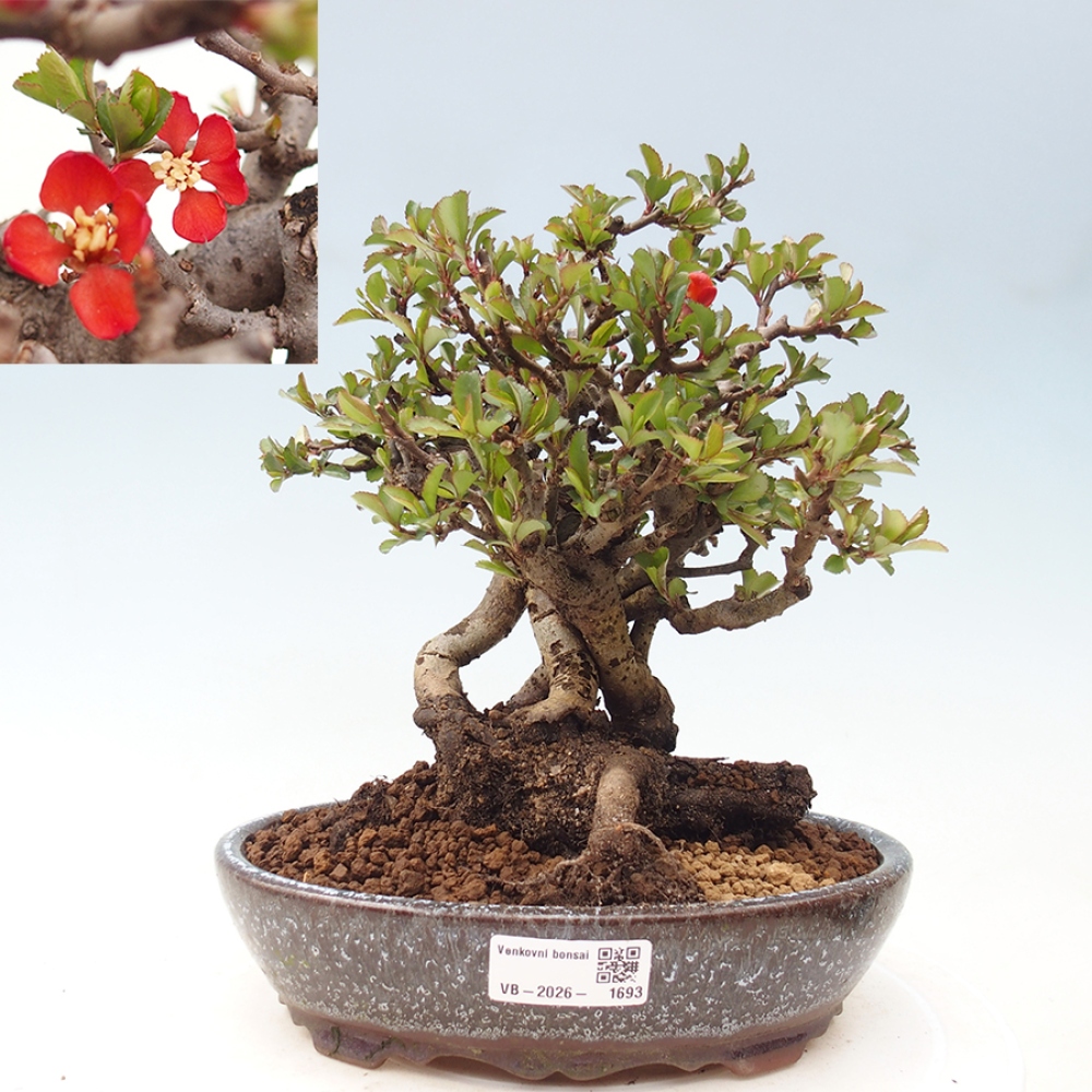 Kültéri bonsai - Chaneomeles speciosa - birs