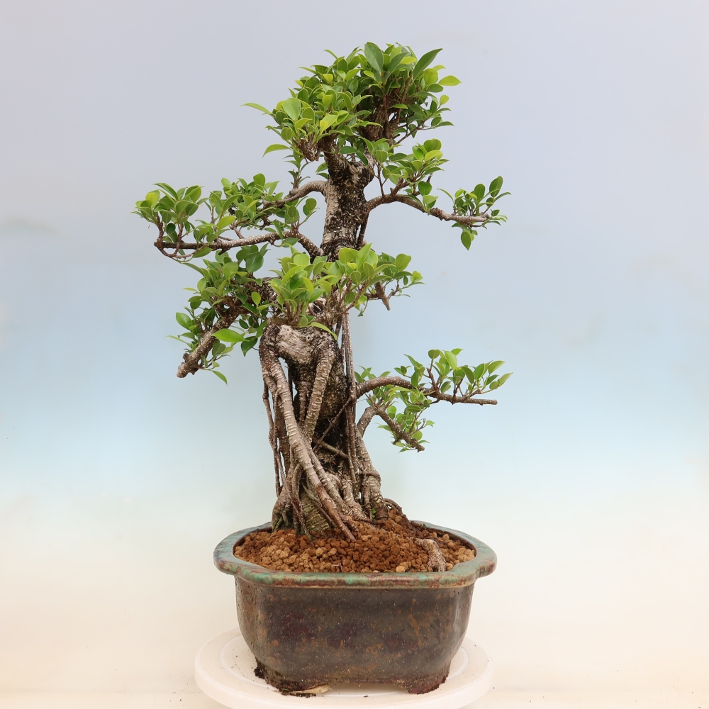 Szobai bonsai - Ficus kimmen - kislevelű fikusz