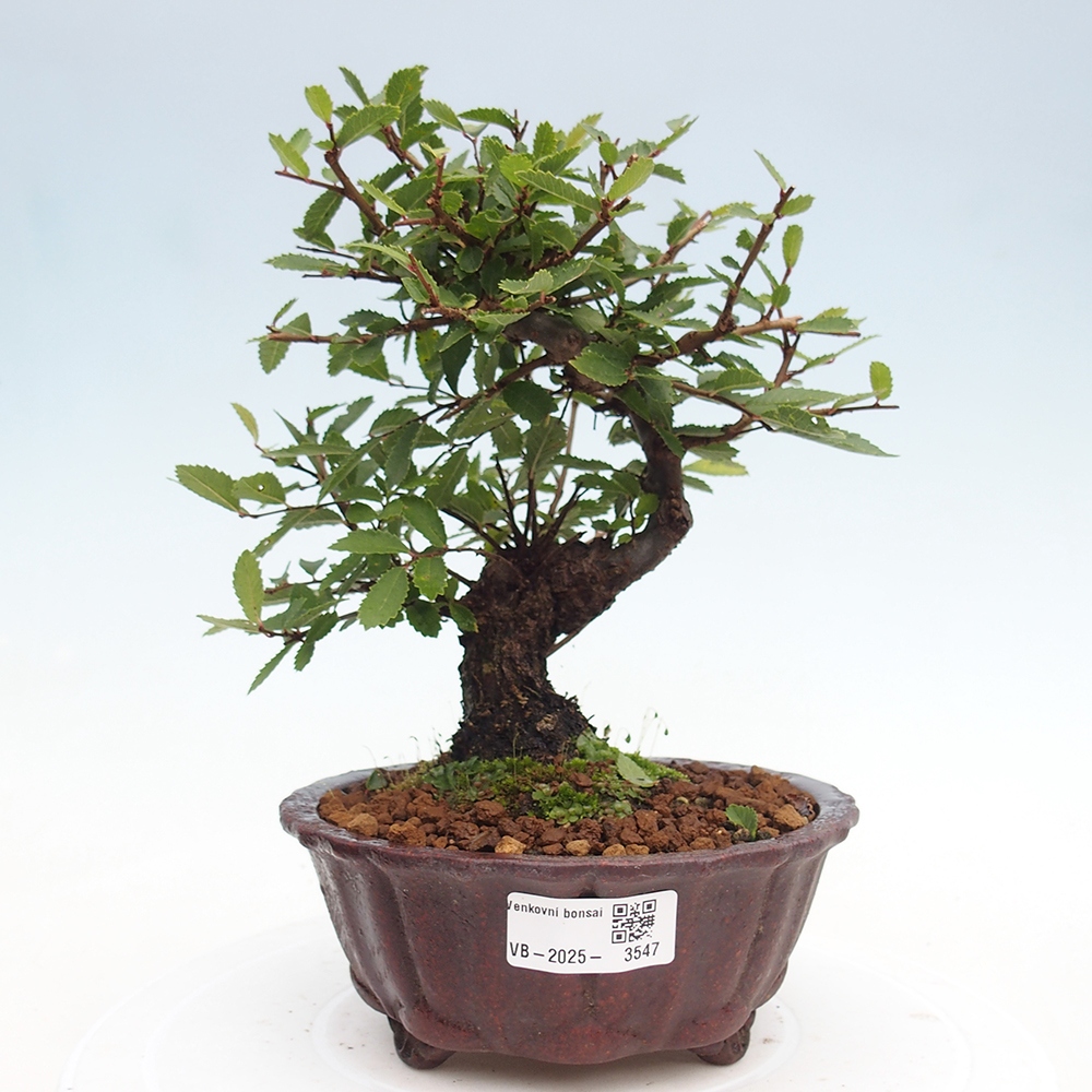 Kültéri bonsai - Zelkova - Zelkova NIRE