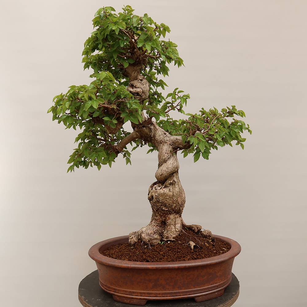 Kültéri bonsai -Carpinus Coreana - Koreai gyertyánfa