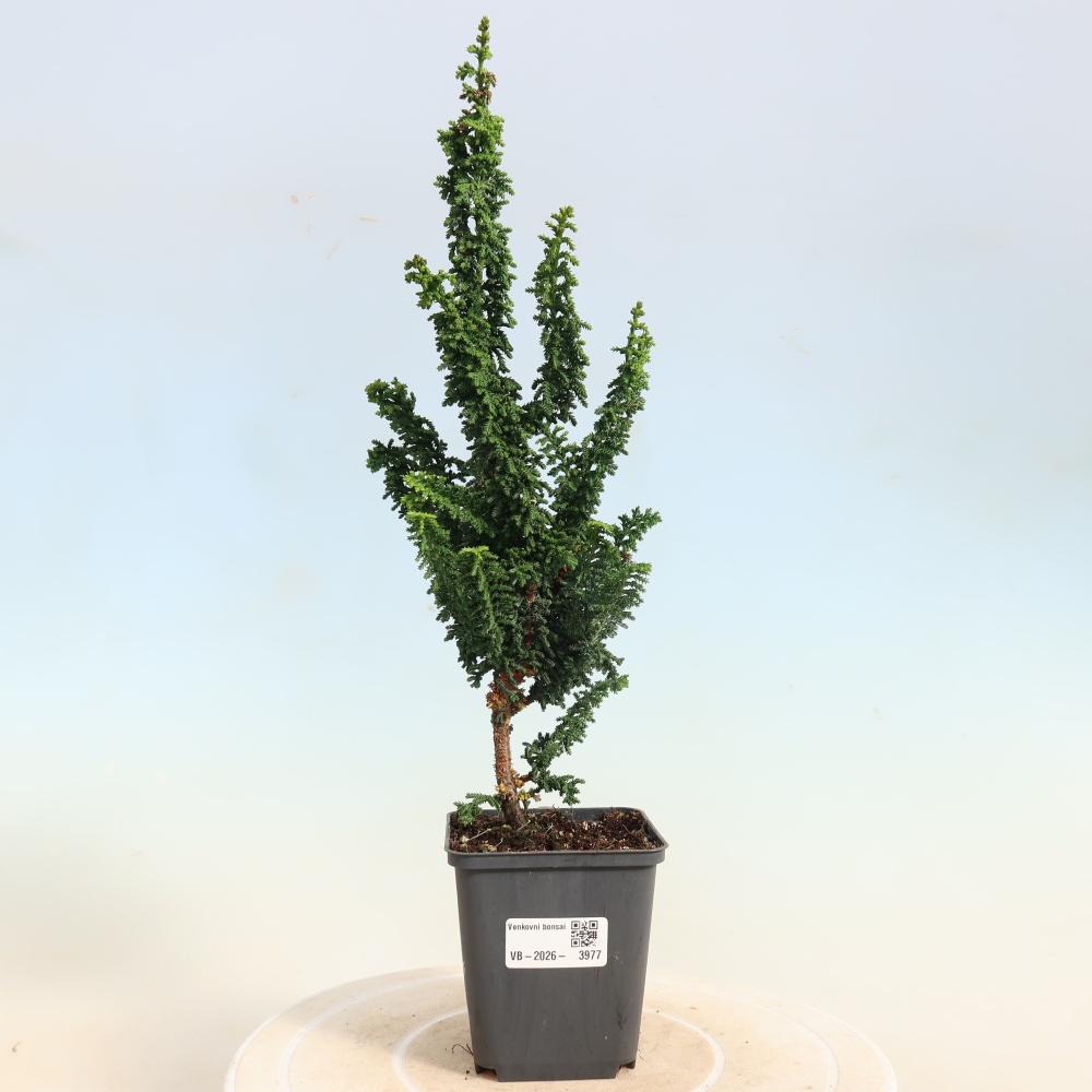 Kültéri bonsai - Cham. obtusa SEKKA HINOKI - Cifra ciprus