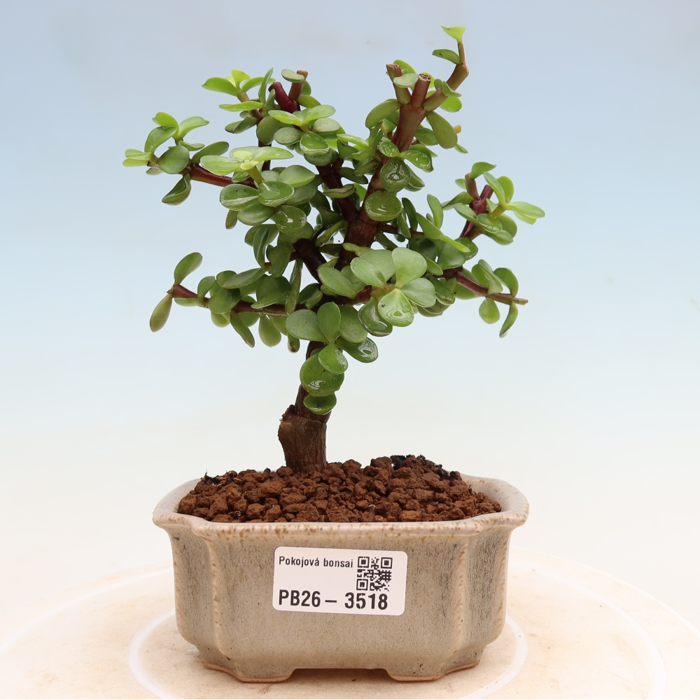 Szoba bonsai - Portulakaria Afra - Tlustice