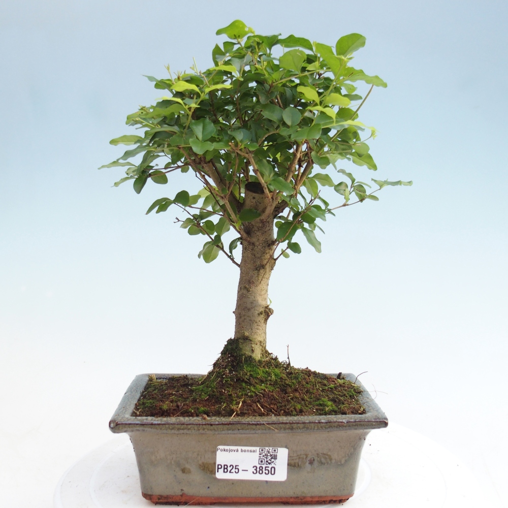 Szobai bonsai -Ligustrum chinensis - Madárcsőr