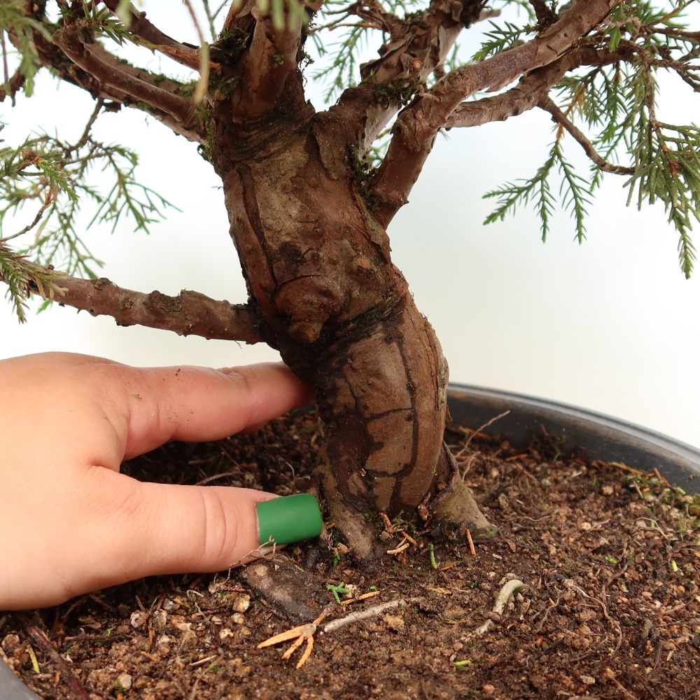 Kültéri bonsai - Juniperus chinensis Itoigawa-Juniperus chinensis