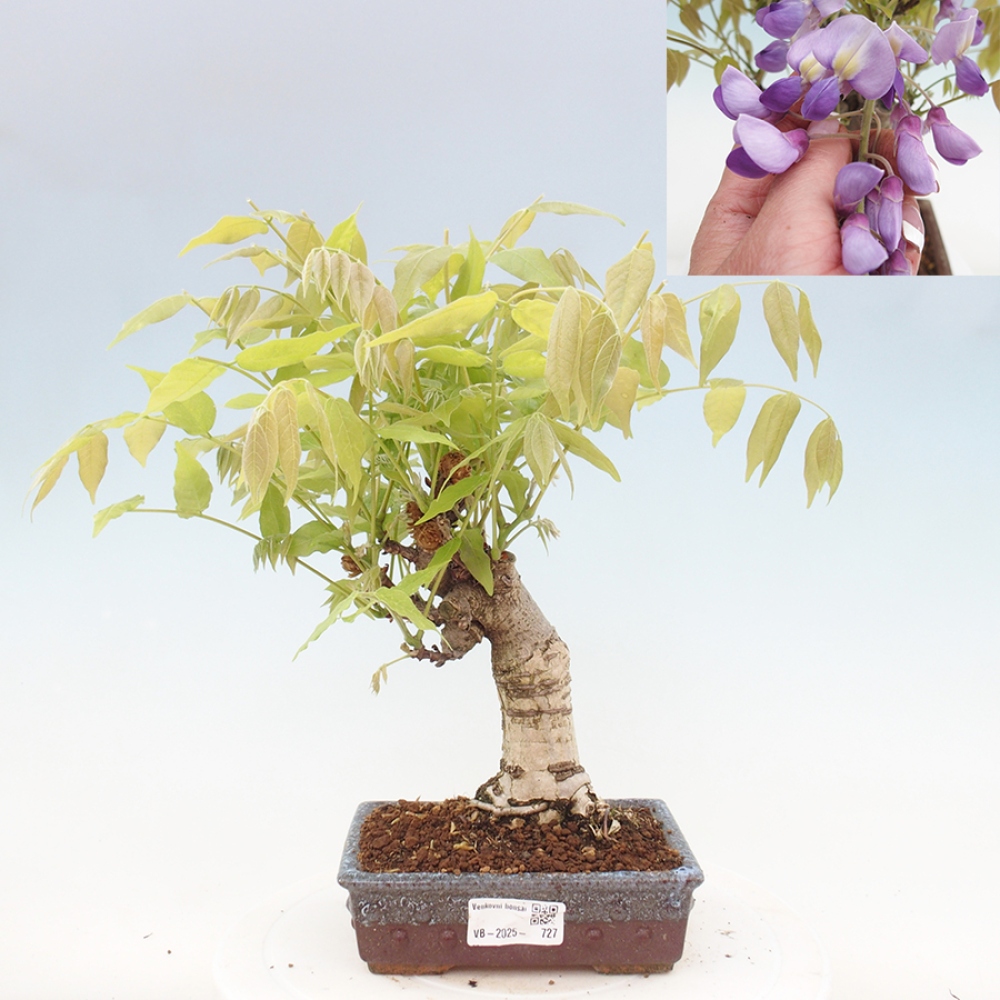Kültéri bonsai - Wisteria floribunda
