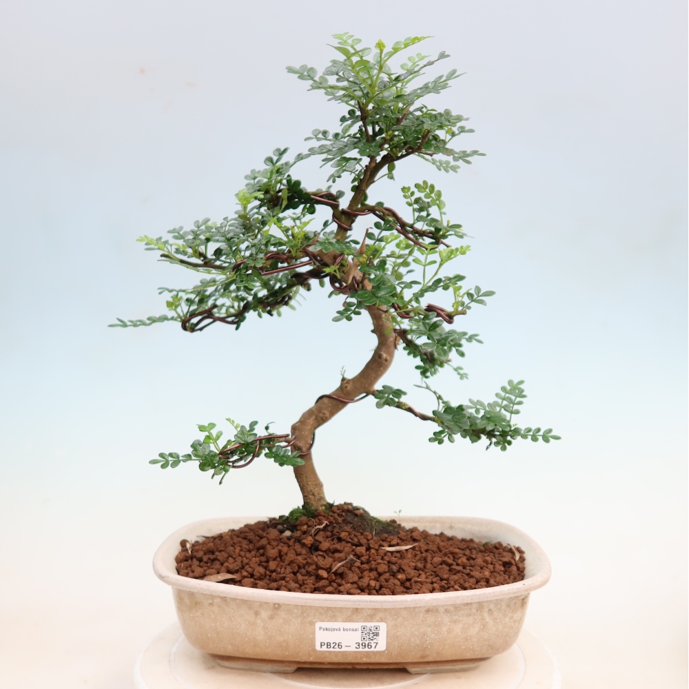 Szobai bonsai - Zantoxylum piperitum - borsfa