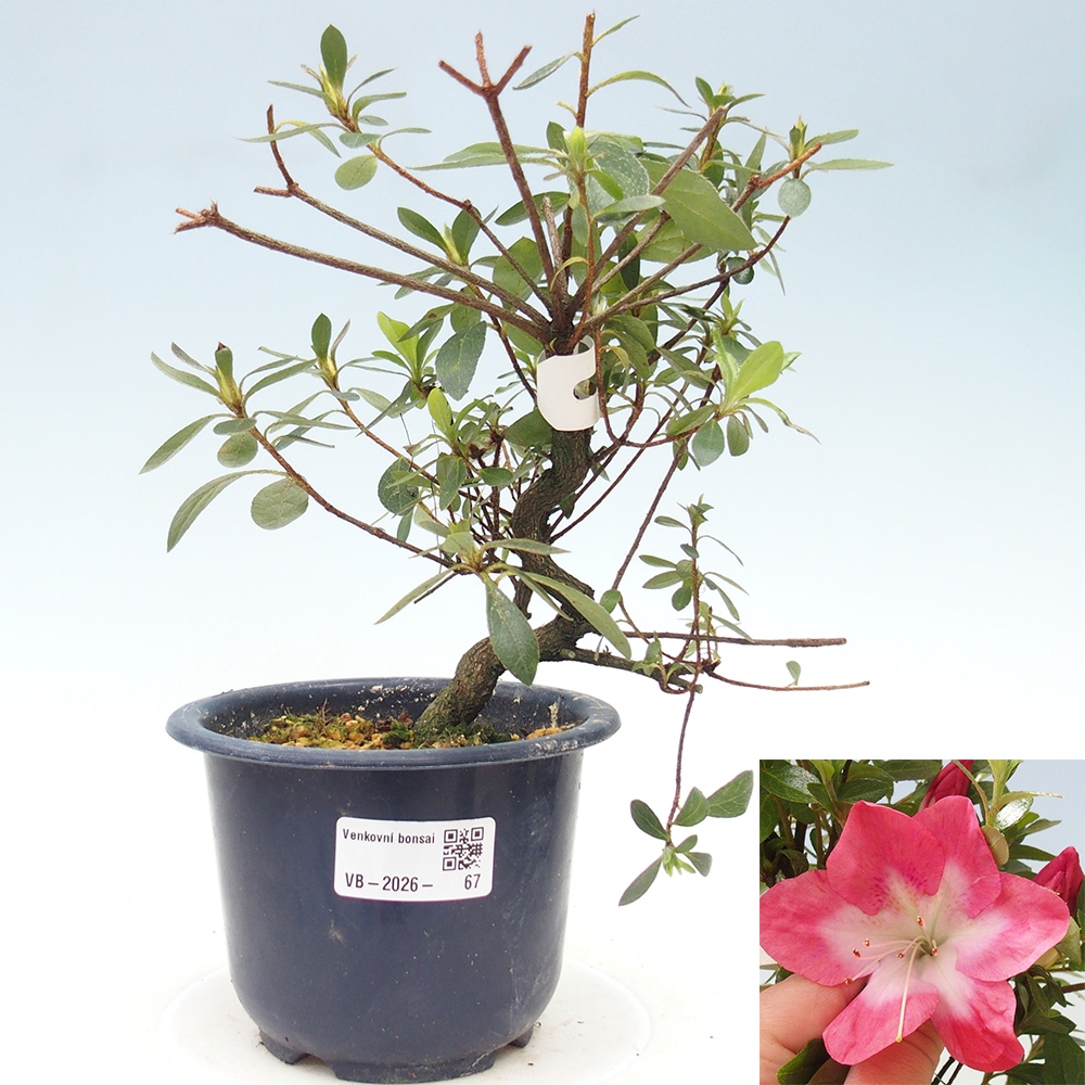 Kültéri bonsai - Japán azálea - Azalea Rin