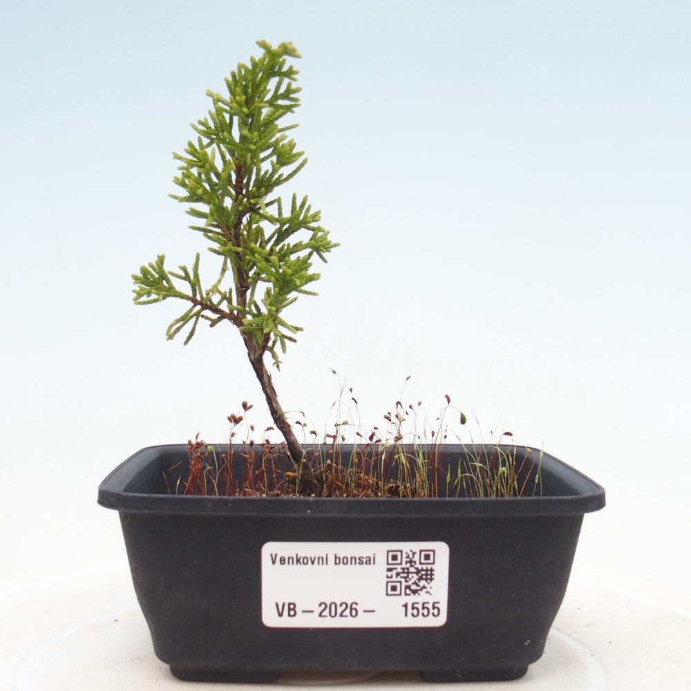 Kültéri bonsai - Juniperus chinensis Itoigawa