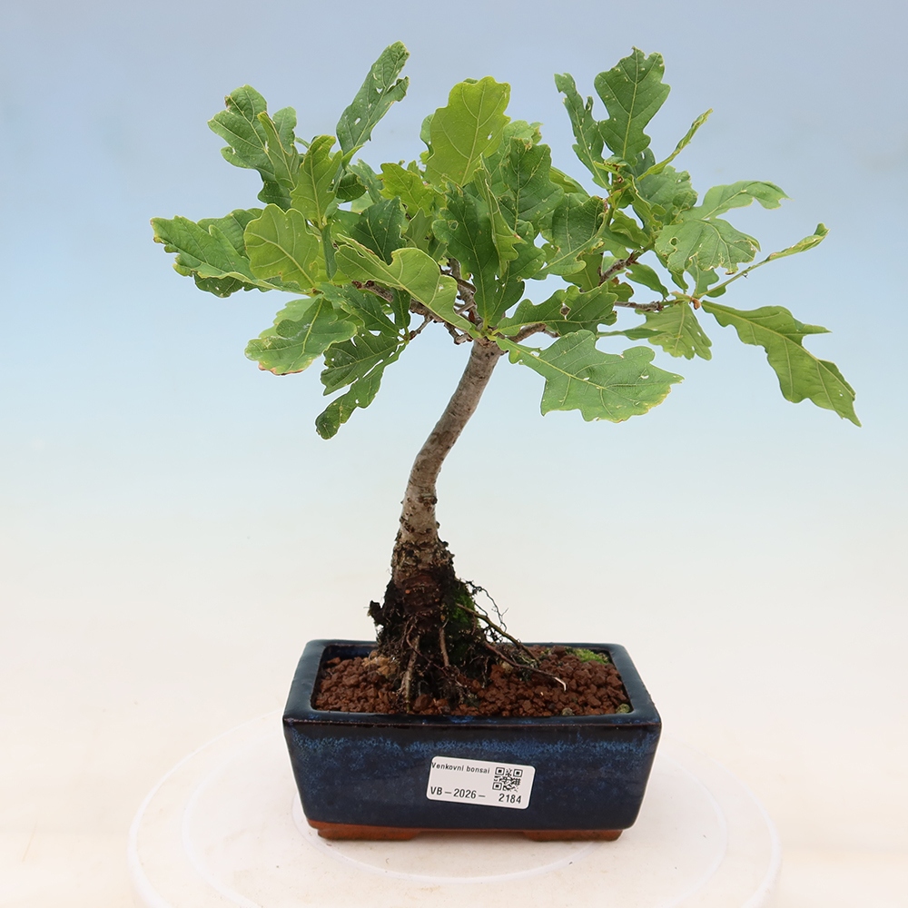Kültéri bonsai – Quercus robur – Nyári tölgy