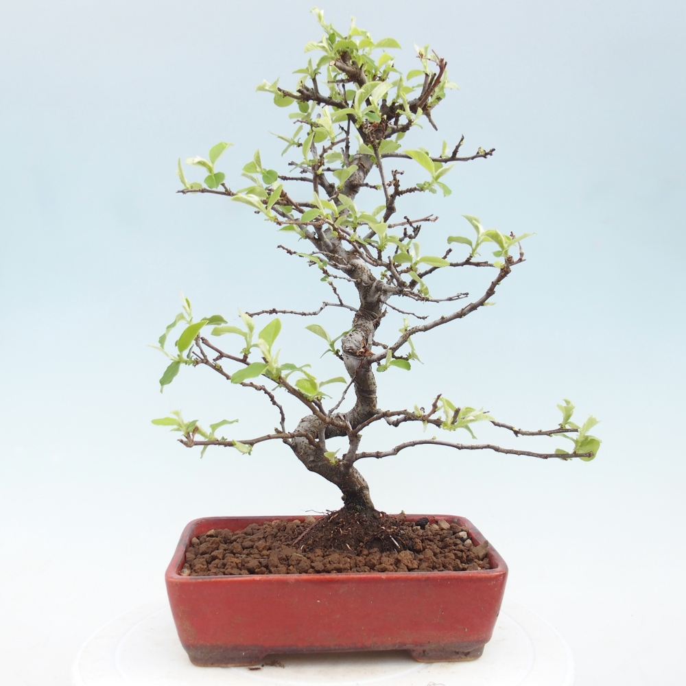 Kültéri bonsai - Chaneomeles chinensis