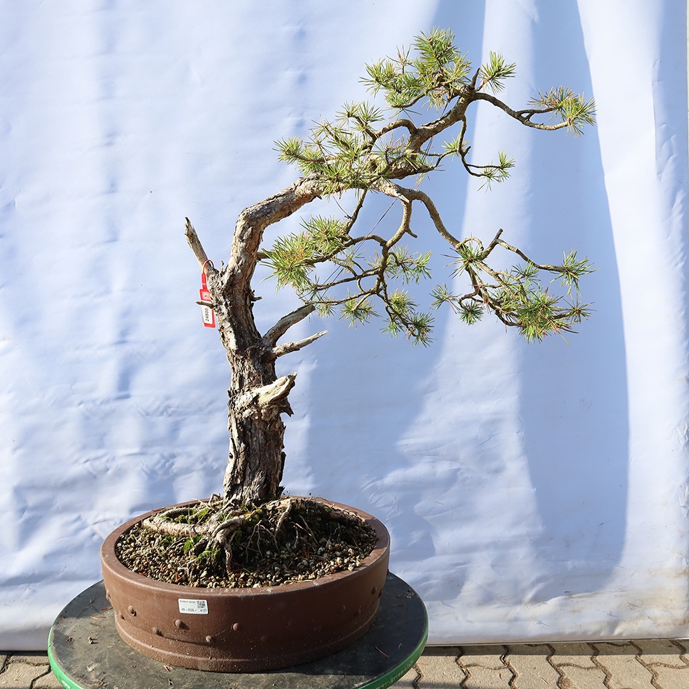 Pinus sylvestris Spanyolország – erdei fenyő