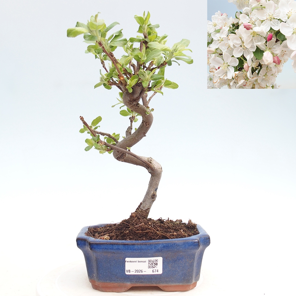 Kültéri bonsai -Malus halliana - Kis gyümölcsű almafa