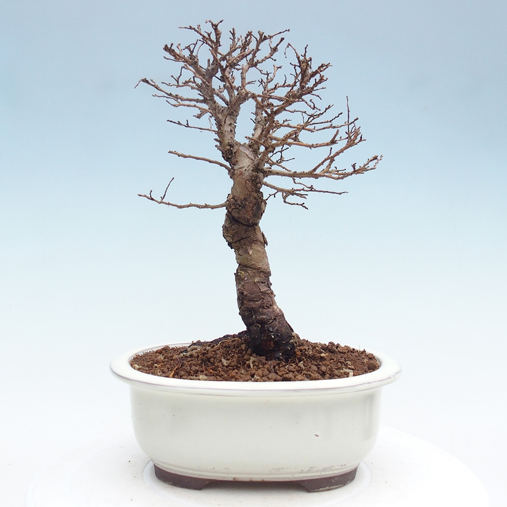 Kültéri bonsai - Zelkova - Zelkova NIRE