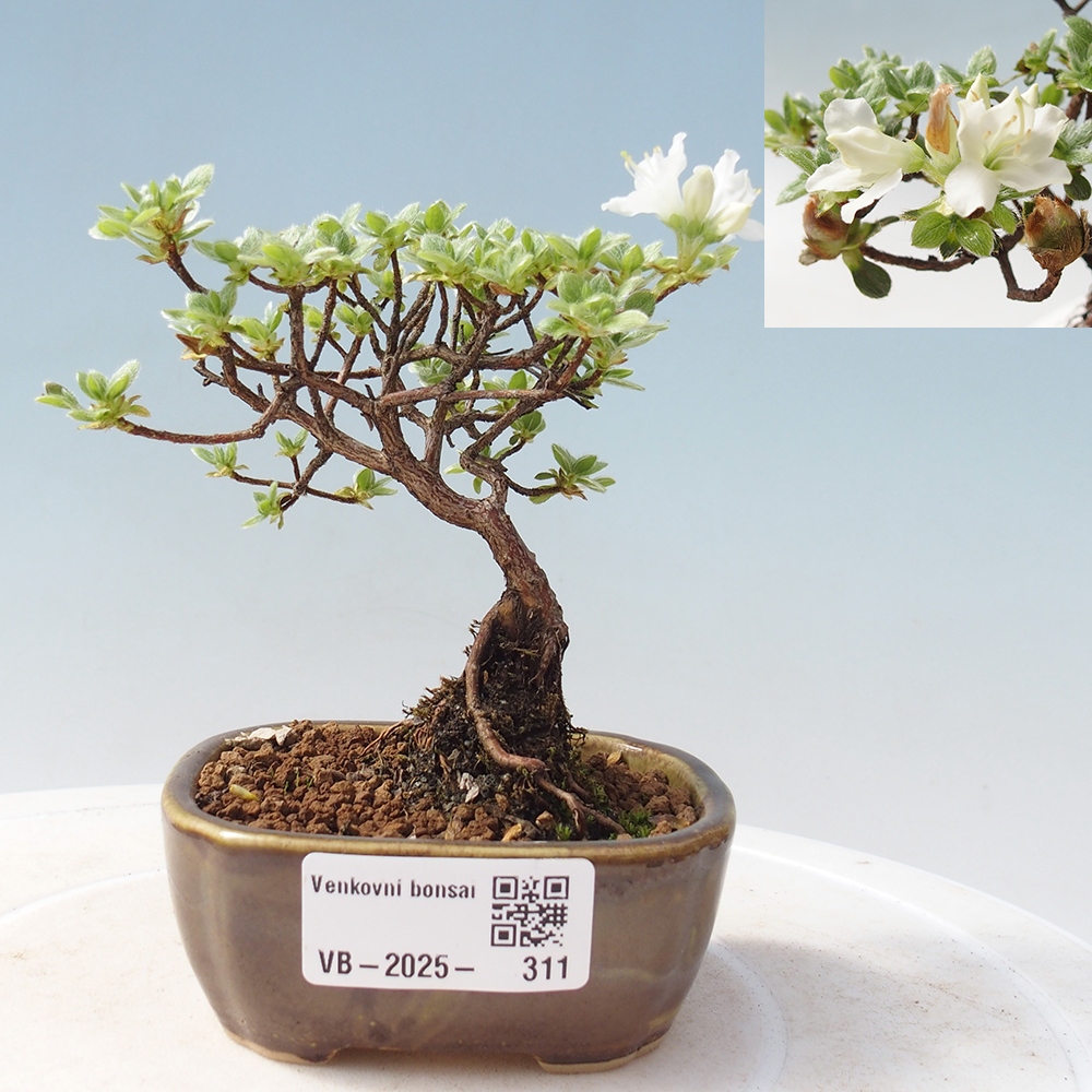Kültéri bonsai - Rhododendron indicum - japán azálea