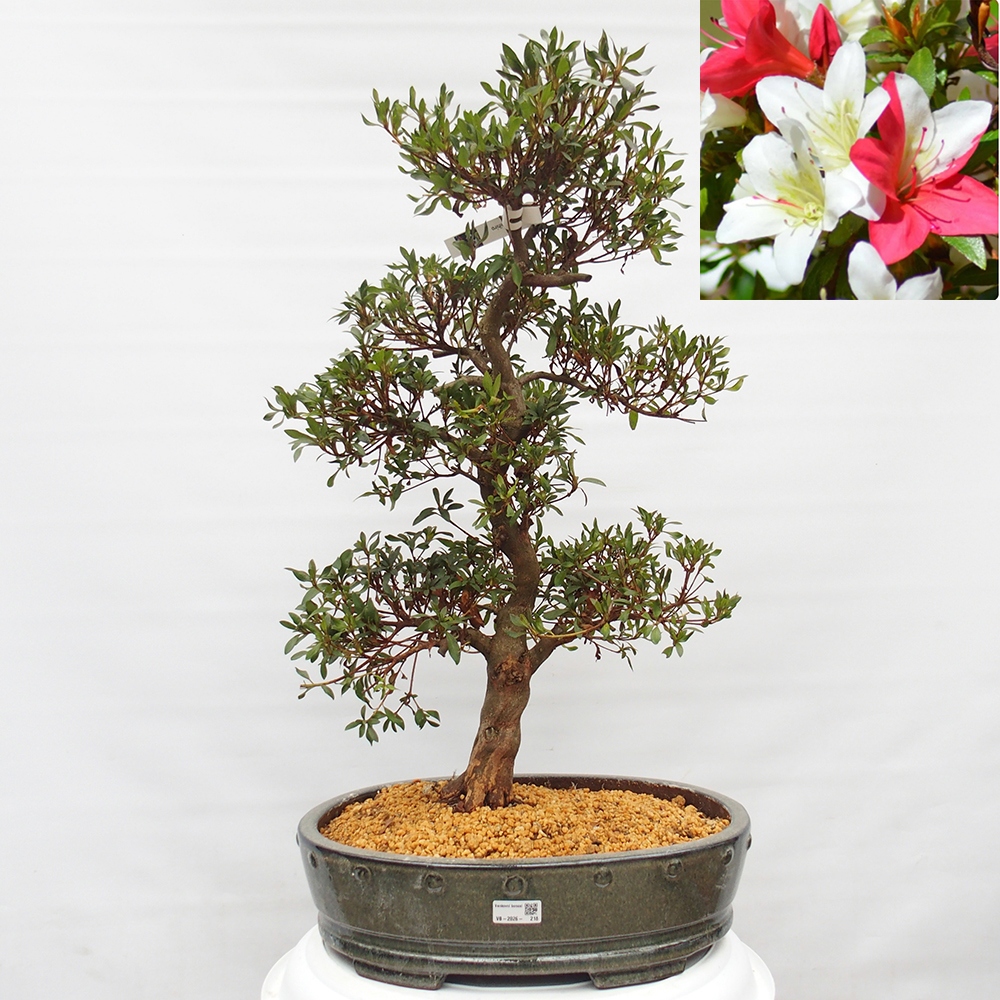 Kültéri bonsai - japán azálea - Azálea CHIHIRO