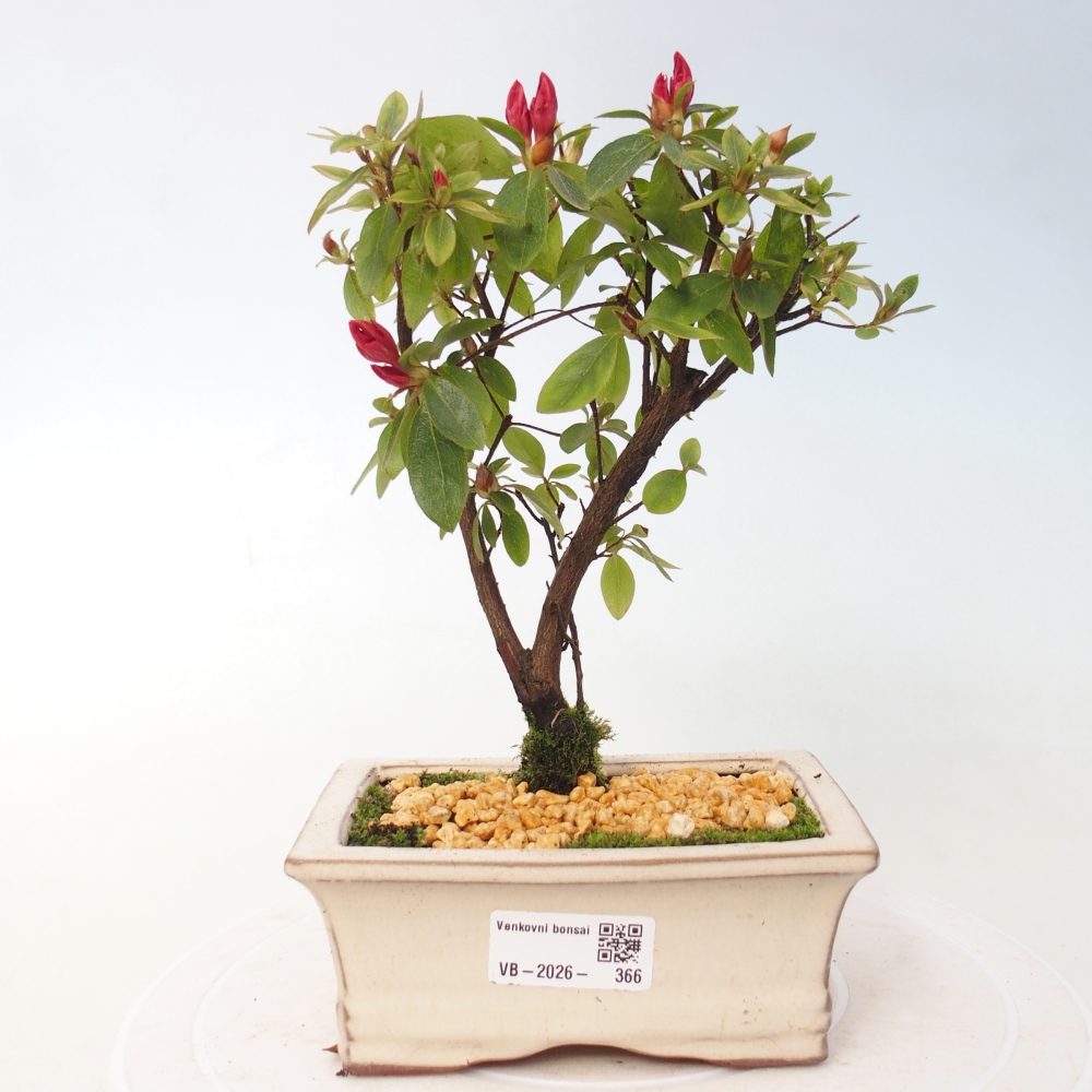 Kültéri bonsai - japán azálea - Azalea sp.