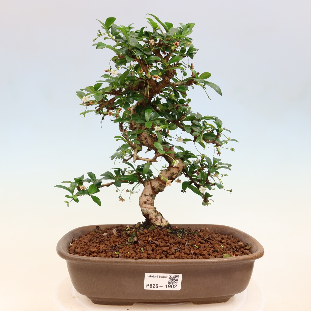 Szobai bonsai - Carmona macrophylla - Tea fuki