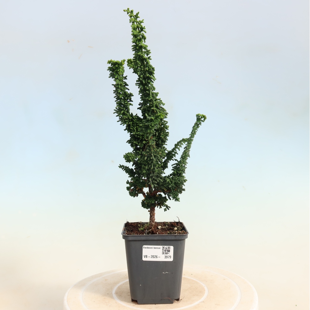 Kültéri bonsai - Cham. obtusa SEKKA HINOKI - Cifra ciprus