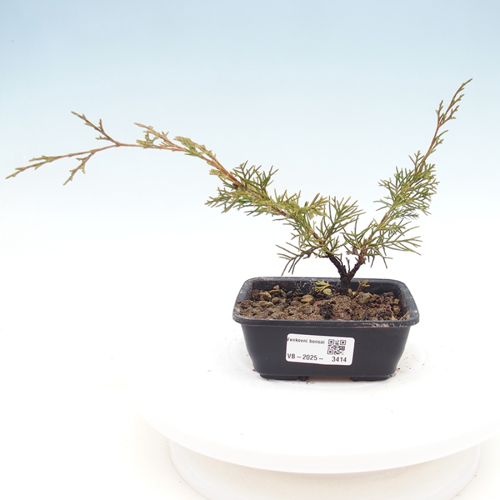 Kültéri bonsai - Juniperus chinensis Itoigawa
