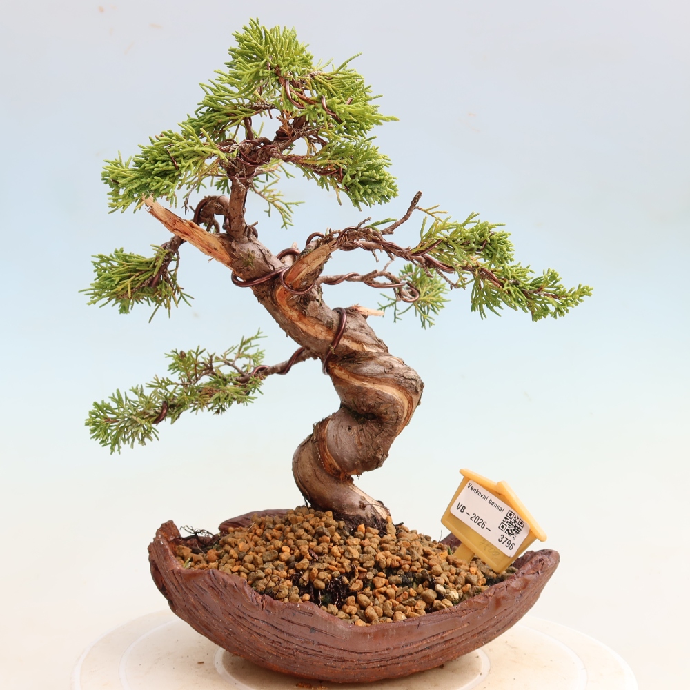 Kültéri bonsai - Juniperus chinensis Itoigawa-Juniperus chinensis