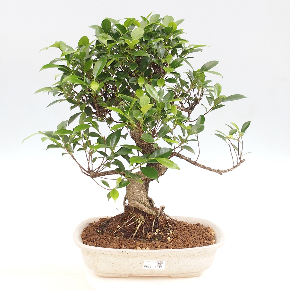 Szobai bonsai - Ficus kimmen - kislevelű fikusz