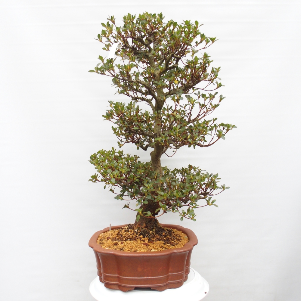Kültéri bonsai - Japán azálea - Azalea Sansei