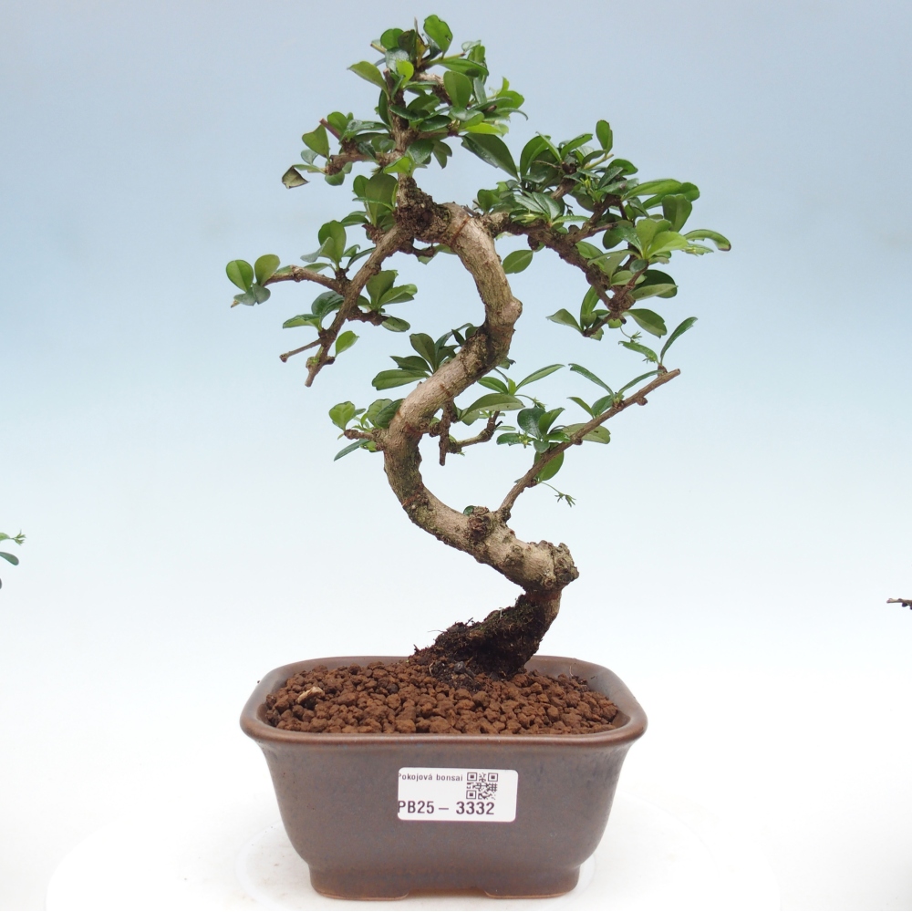 Szobai bonsai - Carmona macrophylla - Tea fuki