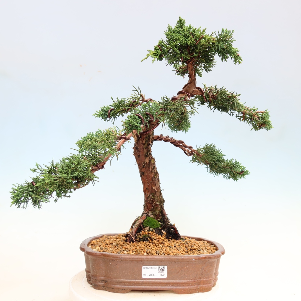 Kültéri bonsai - Juniperus chinensis Kishu