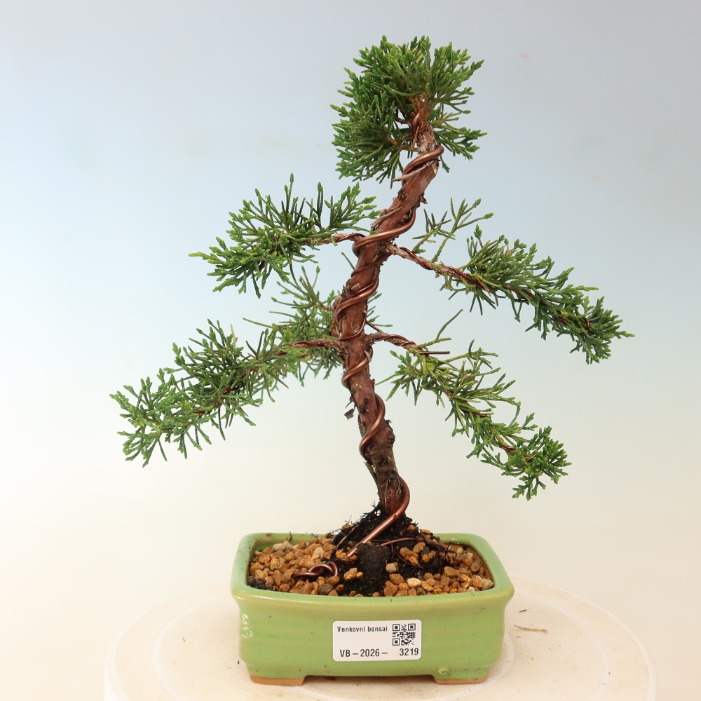 Kültéri bonsai - Juniperus chinensis Kishu