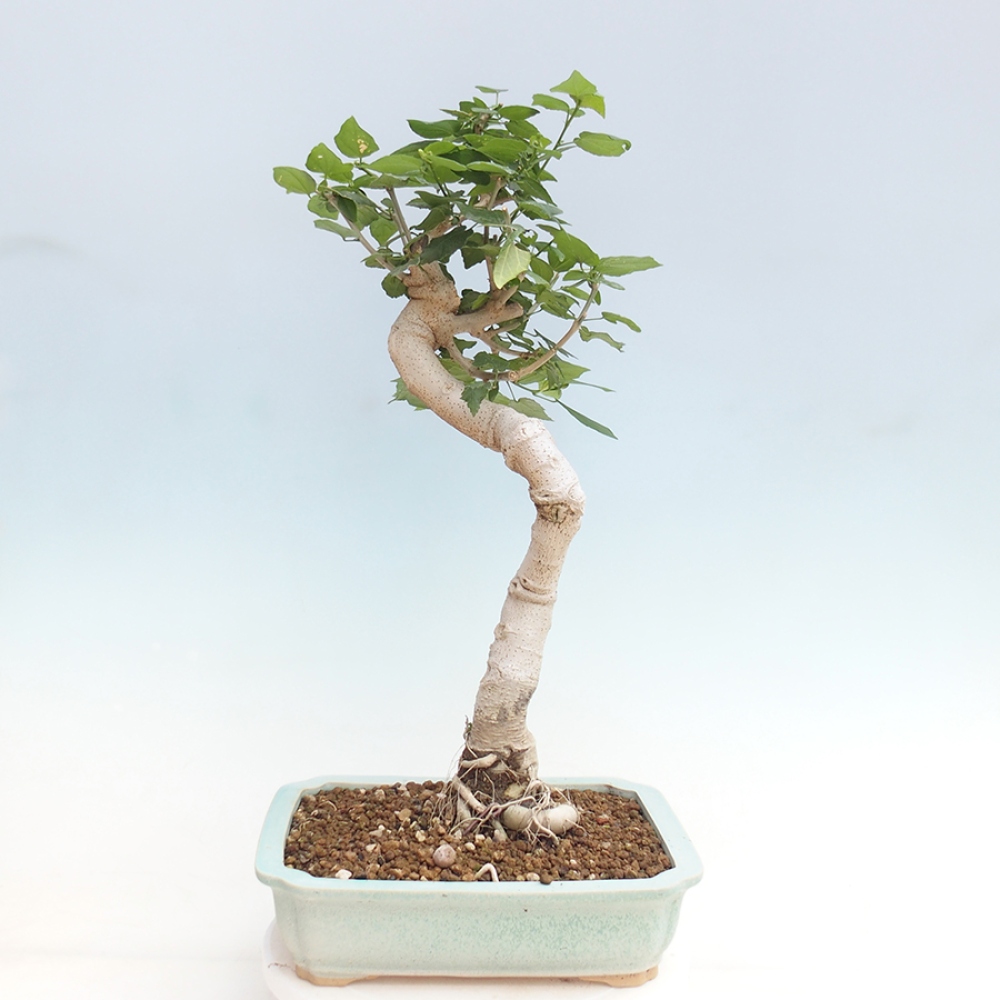 Beltéri bonsai - Malvaviscus arboreus