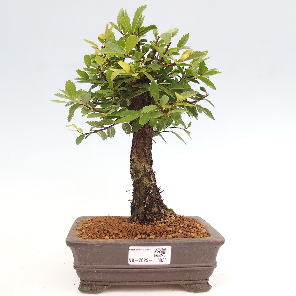 Kültéri bonsai - Zelkova - Zelkova NIRE