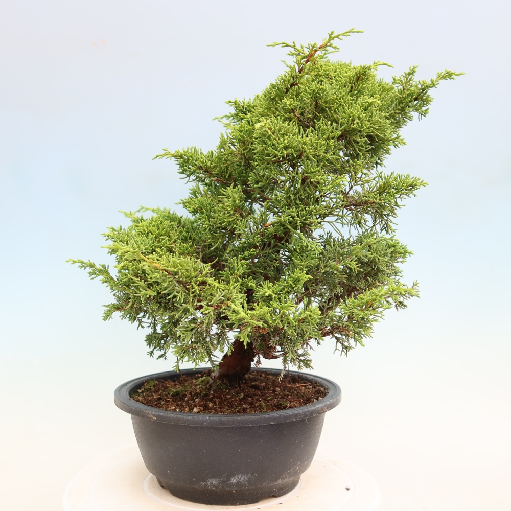 Kültéri bonsai - Juniperus chinensis Itoigawa-Juniperus chinensis