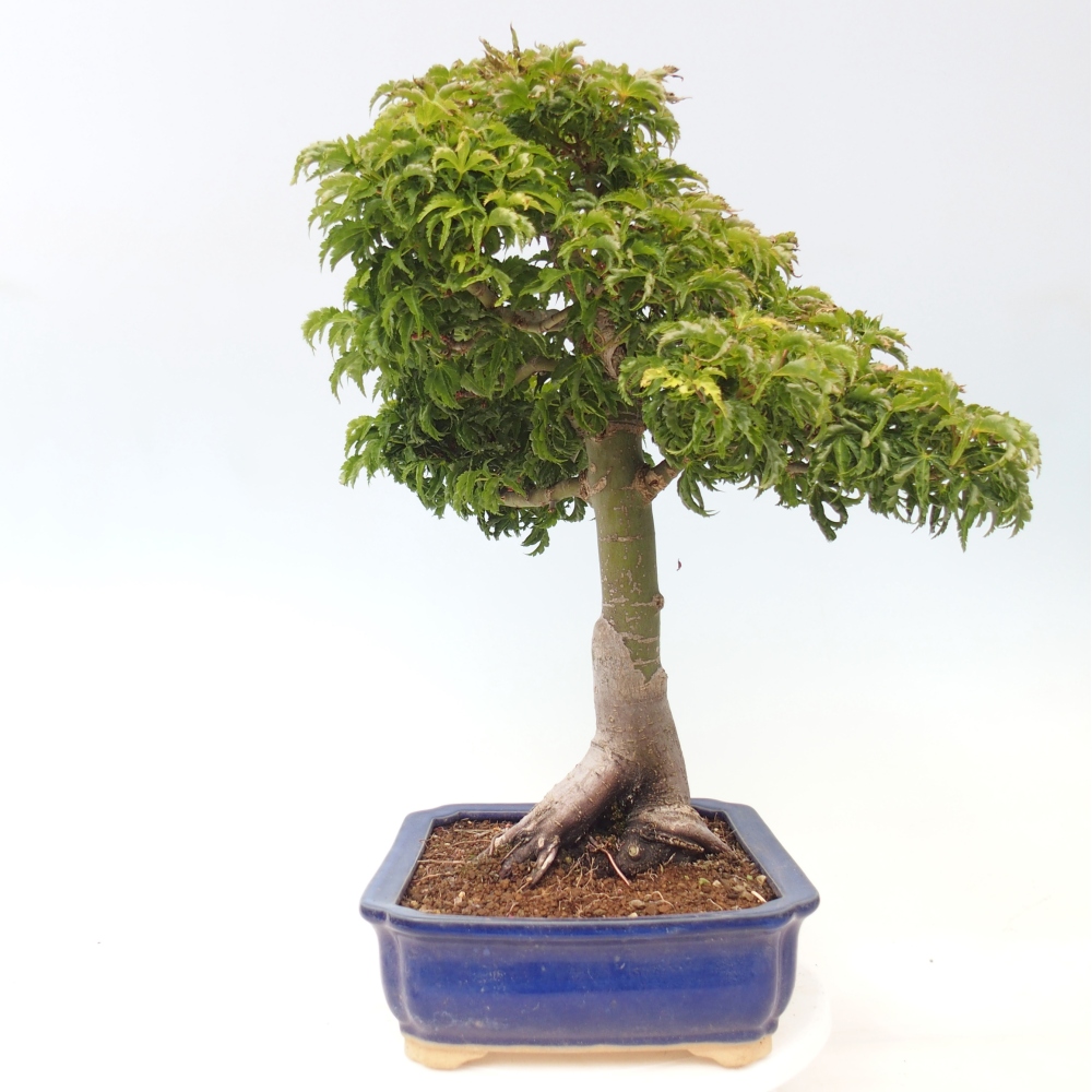 Kültéri bonsai -Javor pálma Acer palmatum Shishigashira