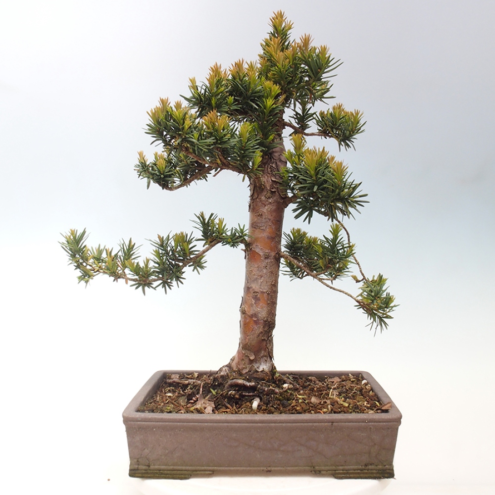 Kültéri bonsai - Taxus cuspidata - japán tiszafa