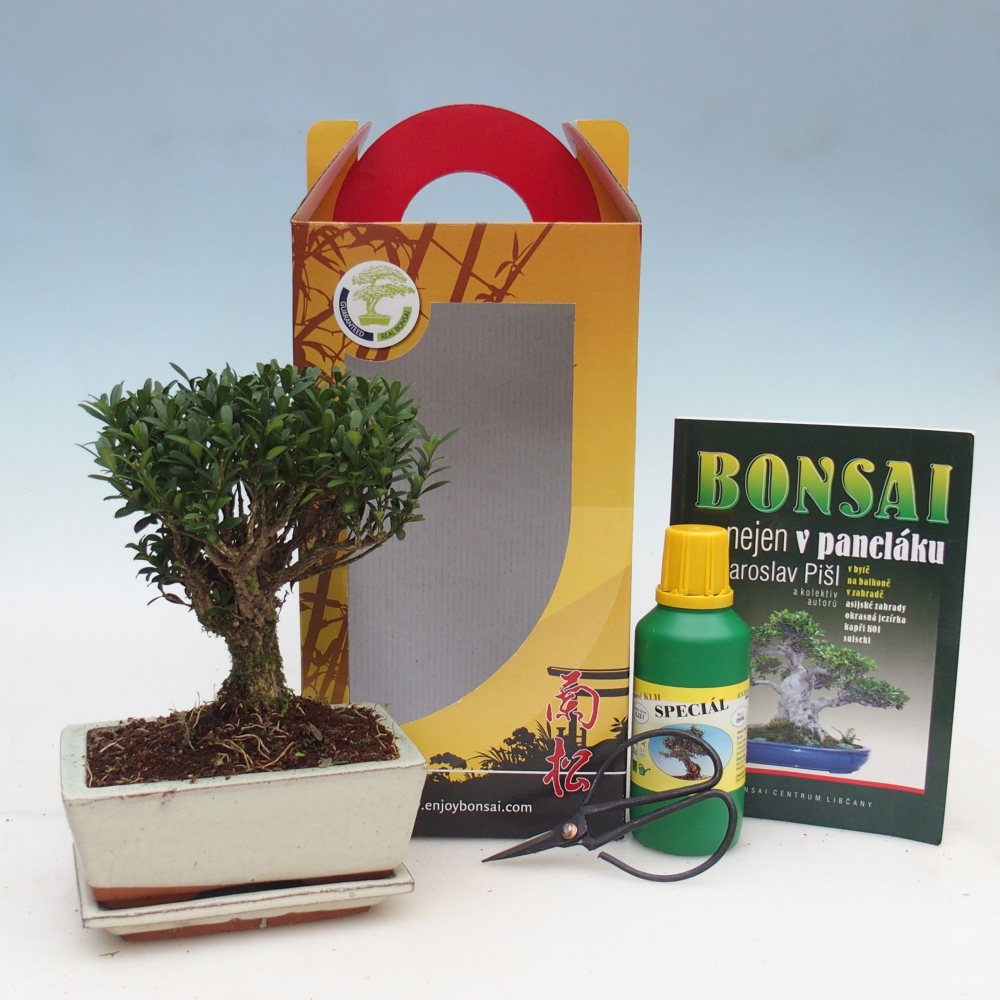 Szobai bonsai ajándékdobozban Buxus harlandii - parafa buxus